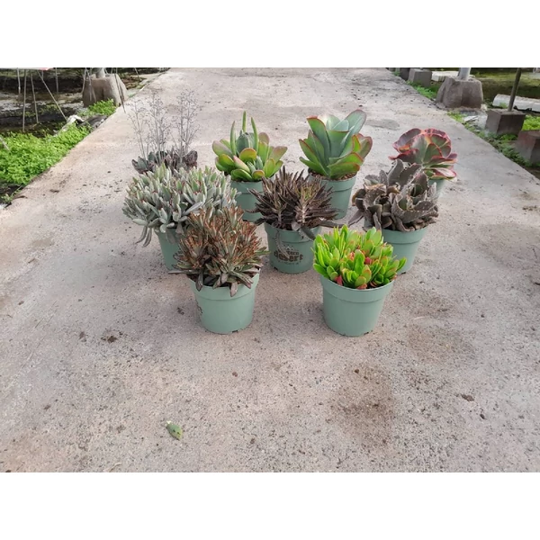 Kalanchoe Succulents mix western desert dreams BIG - Pozsgás mix P6 EXTRA nagy