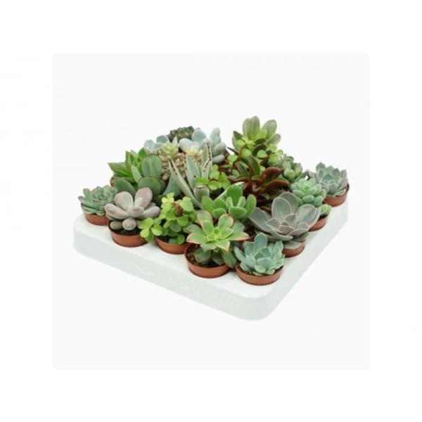 Succulens CS9