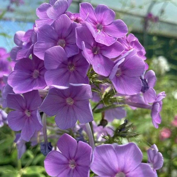 Phlox paniculata Sweet Summer Ocean Bugás lángvirág D14