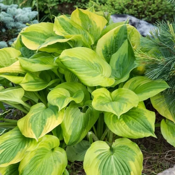 Hosta Summer Breeze- Árnyékliliom CS14