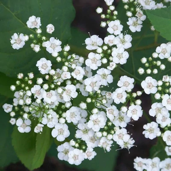 Spiraea 'Summersnow' – Gyöngyvessző K3L 40/60