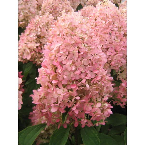 Hydrangea paniculata Magical Summer - Bugás hortenzia 30/50