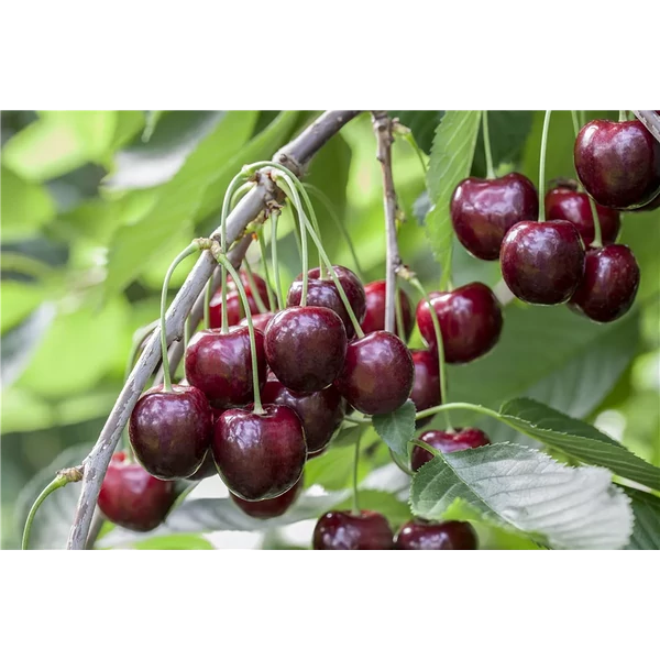 Prunus avium Sunbrust - Cseresznye 1/2 törzses k5