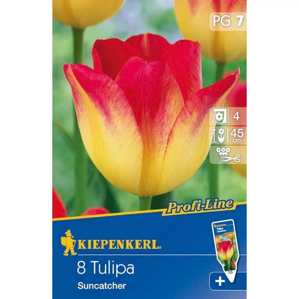 Kiepenkerl Profi-Line Triumph Suncatcher tulipán virághagymák 8 db