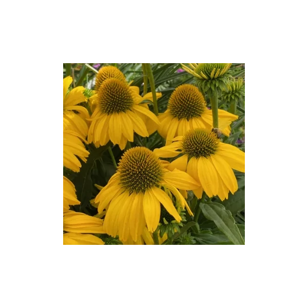 Echinacea - Kasvirág SunSeekers Citrus D14