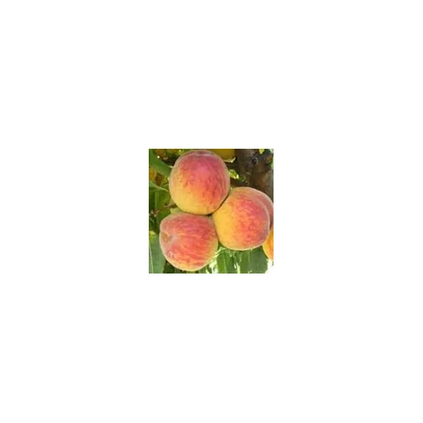 Prunus persica Suncrest - Őszibarack törzses K5