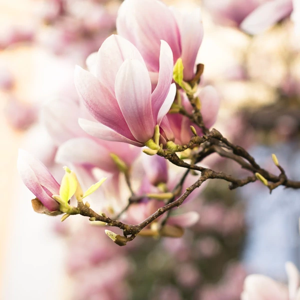 Magnolia ‘Sun Dew’ – Nagyvirágú liliomfa