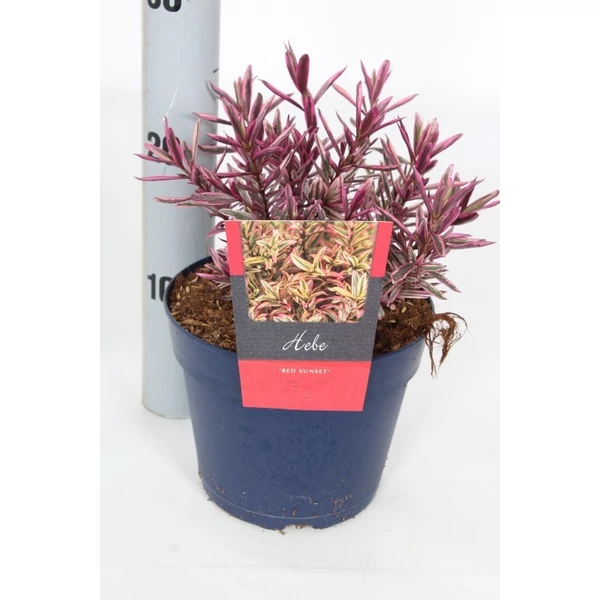 Hebe Red Sunset Veronikacserje P17  K2L