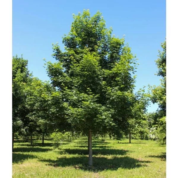 Acer Norwegian Sunset Keithsform - Skarlátvörös K110 20/25 250/300