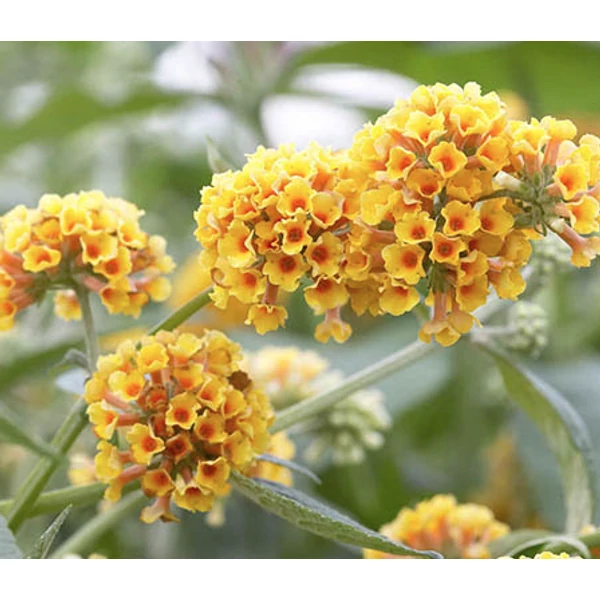 Buddleia × weyeriana 'Sungold' - Sárga nyáriorgona 20-60