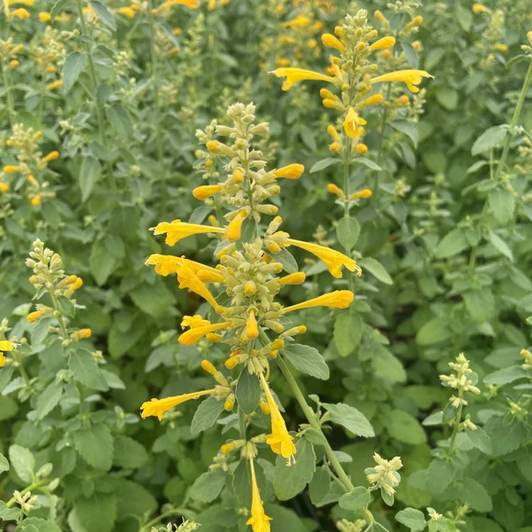 Agastache Arizona Sun - Izsópfű Cs14