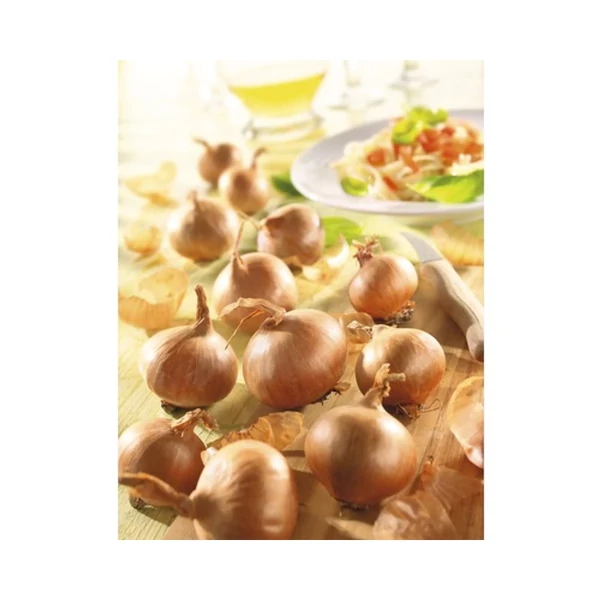 Kiepenkerl Lila mogyoróhagyma Red Sun 500g