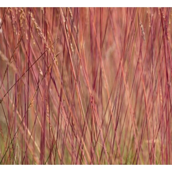 Festuca Sunrise - Csenkesz K2