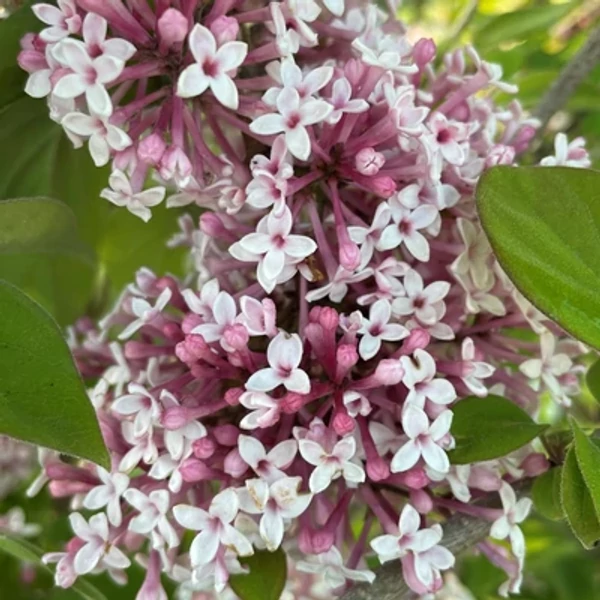 Syringa microphylla Superba– Kislevelű orgona K2L 40/60
