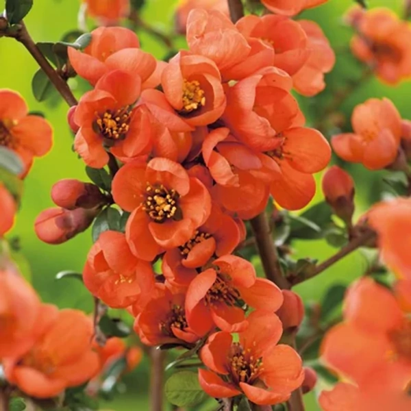 Chaenomeles x superba 'Orange Trail' – Narancssárga virágú japánbirs K2L 40/60