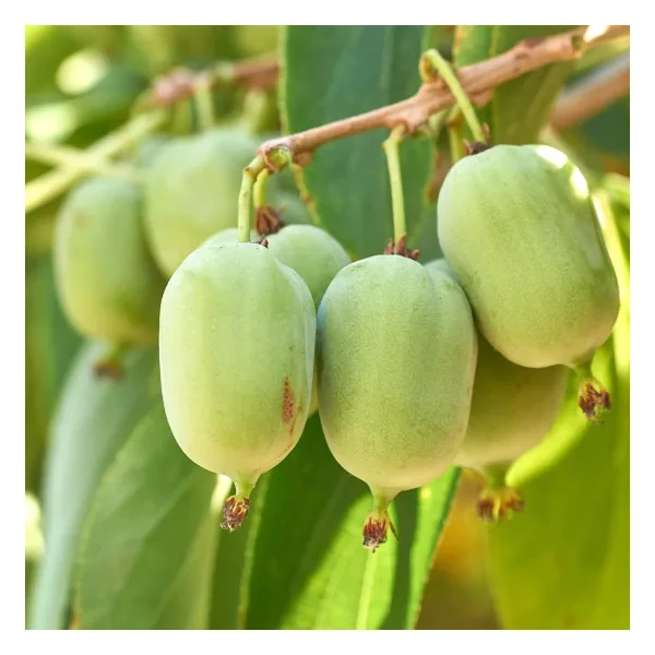 Actinidia arguta 'Super Jumbo' - Zöld termésű, édes, ízletes kivi 50/60 K2