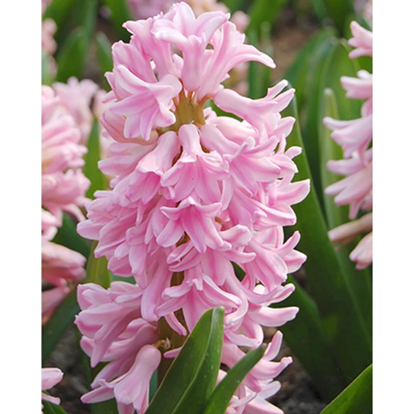 Jub Hyacinthus Pink Surprise jácint virághagyma 5db/cs