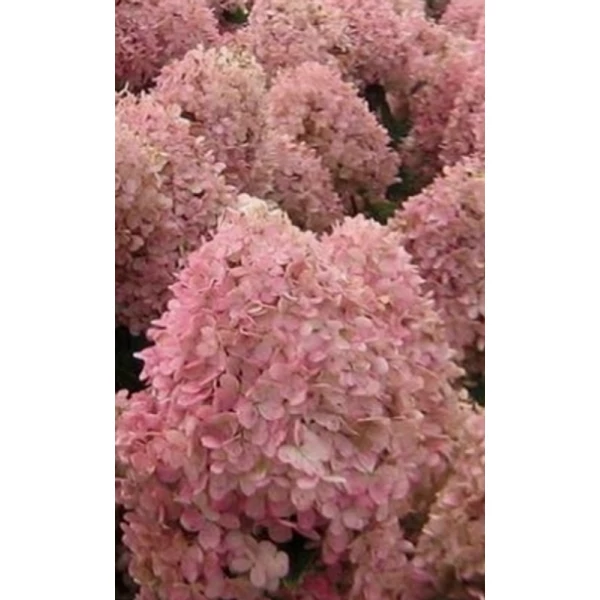 Hydrangea paniculata Magical Sweet Summer 'Bokrathirteen' - Bugás hortenzia 10-20 K2