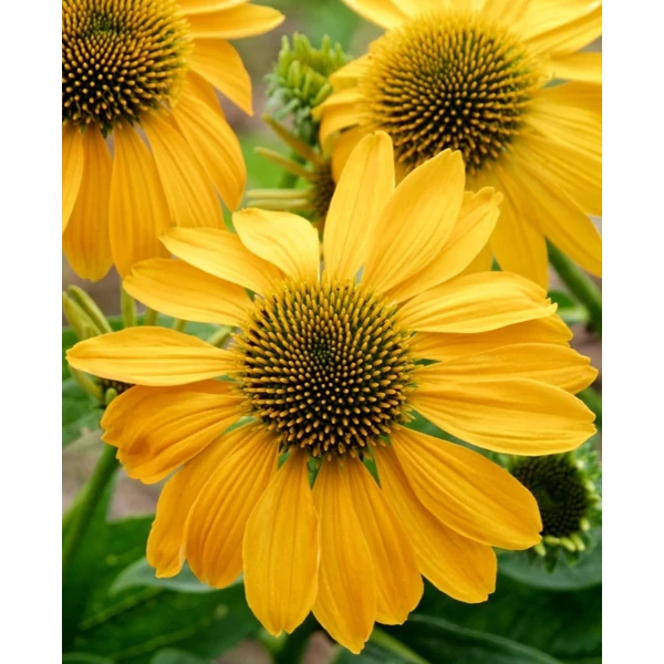 Echinacea purpurea Prairie Golden Yellow - Kasvirág Cs9