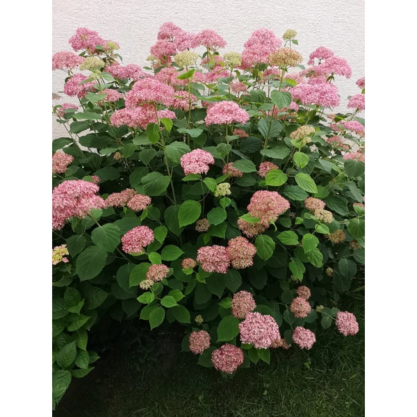 Hydrangea arborescens Sweet Annabelle - Cserjés hortenzia K3L 20/40