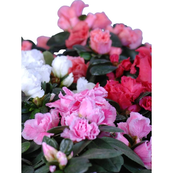 Azalea mix CS15 