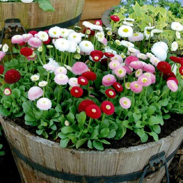 Bellis perennis - Százszorszép Cs12