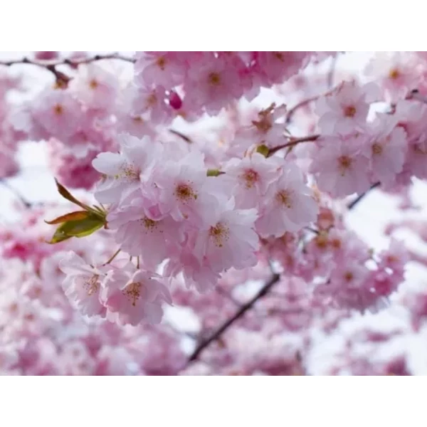 Prunus sargentii Accolade- Szahalini cseresznye K18 6/8 T220