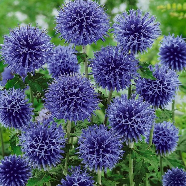 Echinops bannaticus Taplow Blue - Szamárkenyér CS14