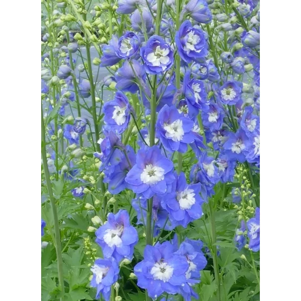 Delphinium 'Jupiter Sky Blue'- Szarkaláb Cs14