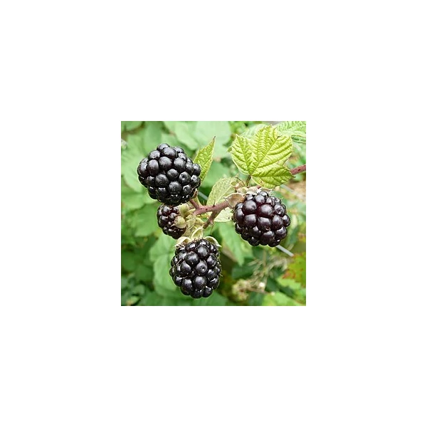 Rubus fruticosus 'Thornfree' - Tüskétlen fekete szeder K2 40/50
