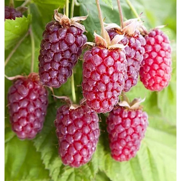 Rubus loganobaccus - Kaliforniai szedermálna, nagy termésű K2 40/50