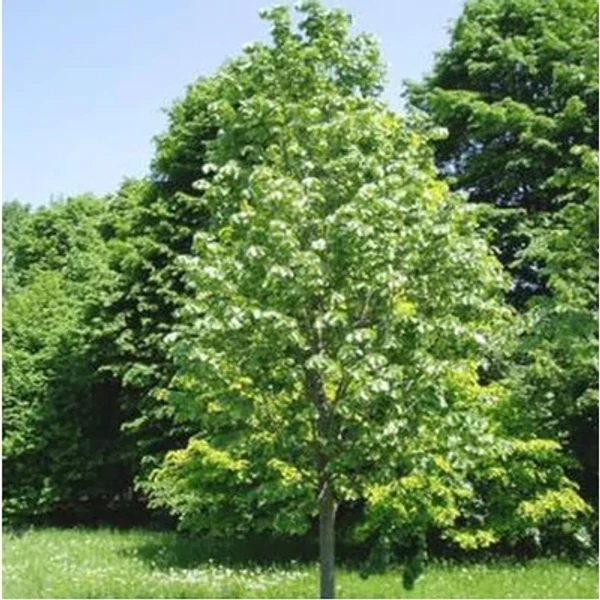 Tilia argentea Szeleste - Ezüst hárs K18 8/10 200+