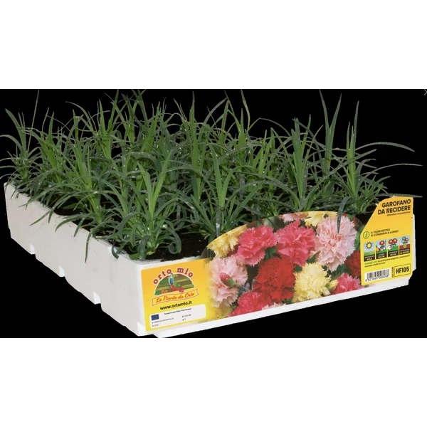 Évelő szegfű mix pakkos 4db/pakk