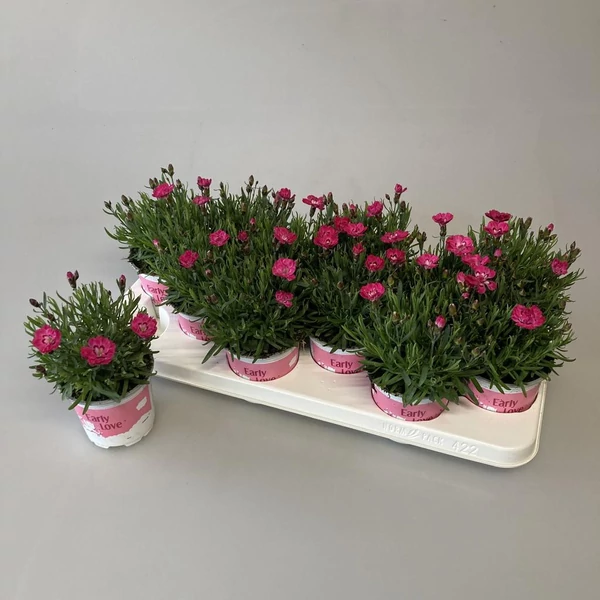 Dianthus  Peach Early love - Évelő szegfű Extra CS10/12 