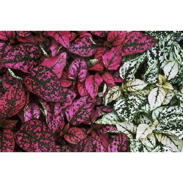 Pettyeslevél, szeplős arc Hypoestes phyllostachya CS12