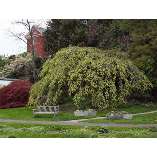 Ulmus glabra 'Camperdownii' -Csüngő szil K25 10/12 T200