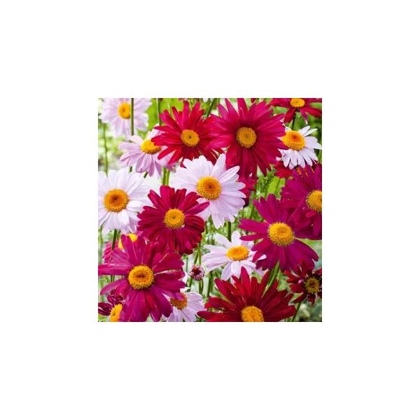 Leucanthemum - Margaréta színes CS14