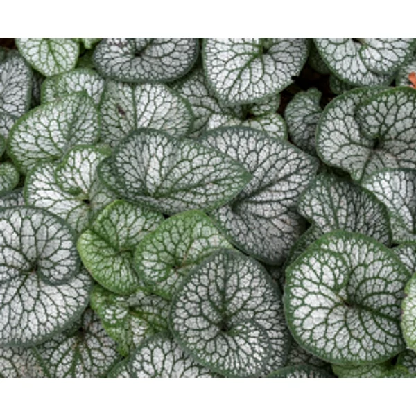 Brunnera macrophylla 'Jack of Diamonds' -  Kaukázusi nefelejcs CS14