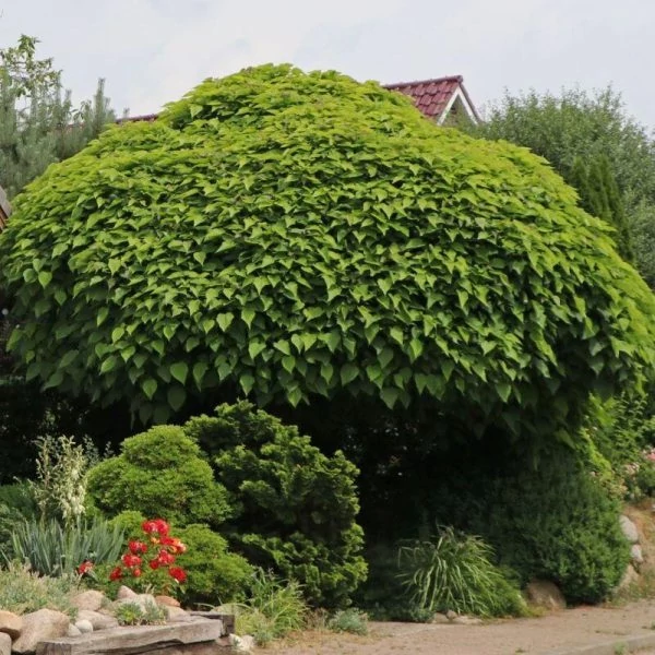 Catalpa bignonioides 'Nana' - Gömbkoronájú szivarfa K35 200/220 12/14