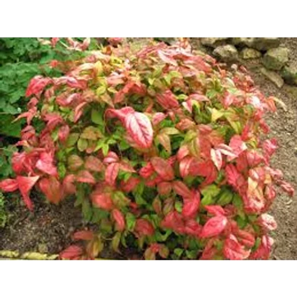 Nandina domestica  - Japán szentfa CLT 3 20/40