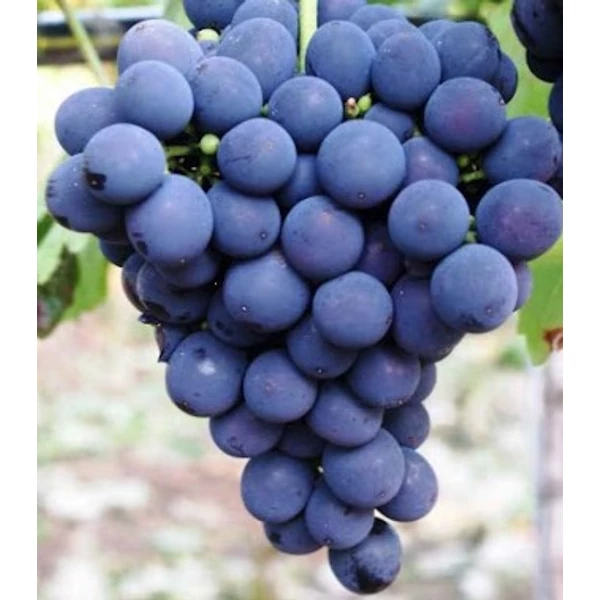 Szőlővessző oltvány EXTRA