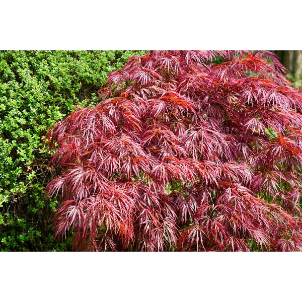 Acer palmatum var. dissectum ‘Tamukeyama’ – Csüngő japán juhar 1/2 törzses K55
