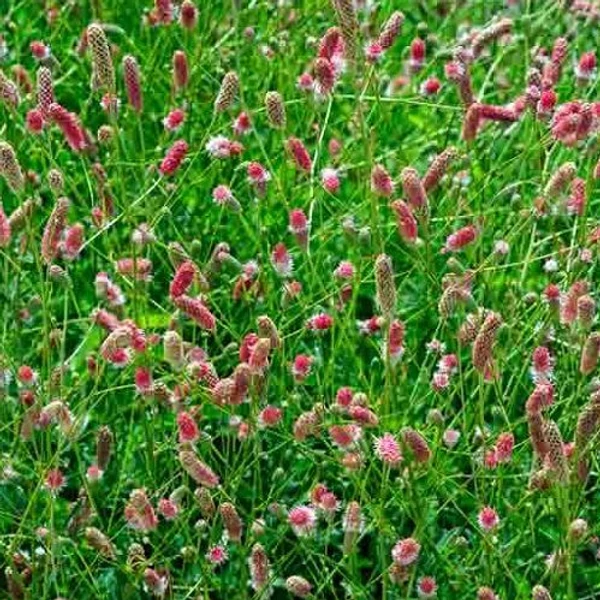 Sanguisorba Pink Tanna Őszi vérfű Cs14