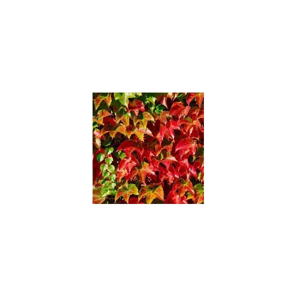 Parthenocissus tricuspidata  Tapadókorongos vadszőlő Cs14 80/100