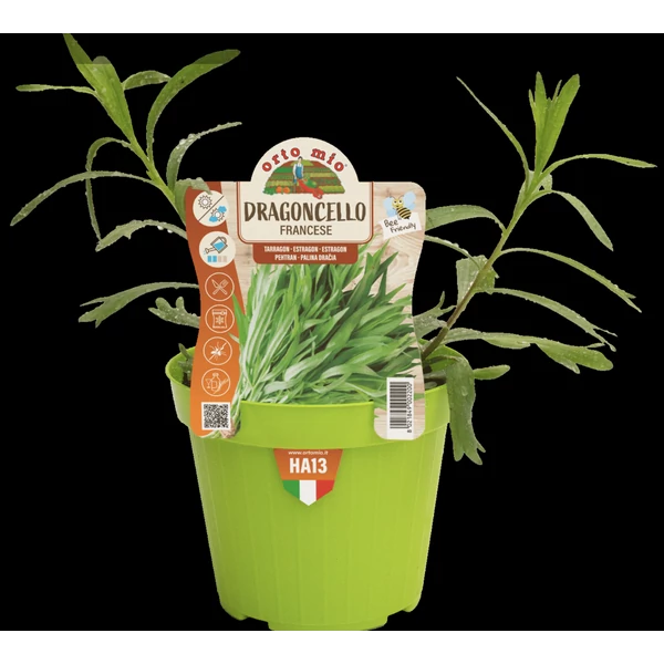 Prémium Fűszernövén palántaTárkony CS14