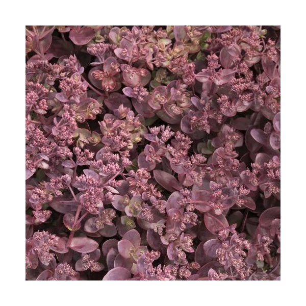 Sedum SunSparkler Cherry Tart - Varjúháj D14