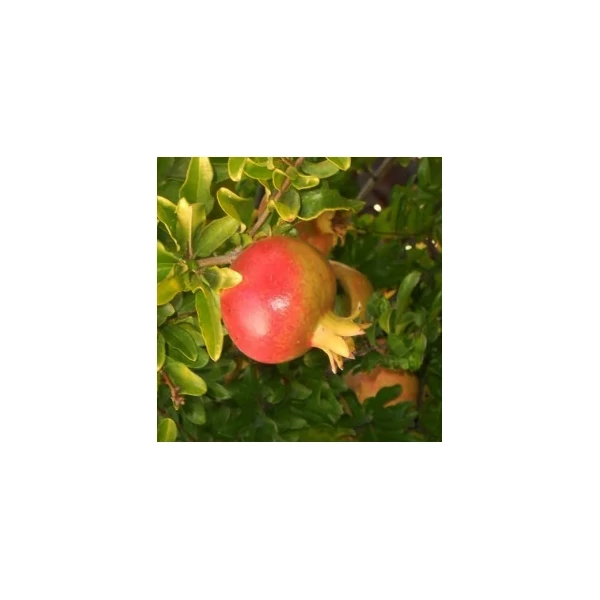 Punica granatum Magnush – Gránátalma 30/40