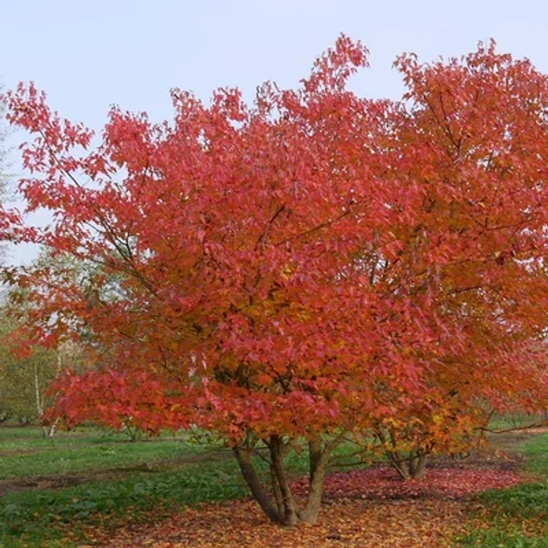Acer tataricum subsp. ginnala – Tűzvörös juhar K5 125/150