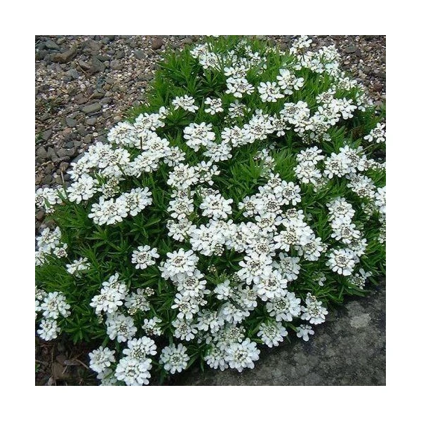 Iberis sempervirens Fischbeck Tatárvirág CS9