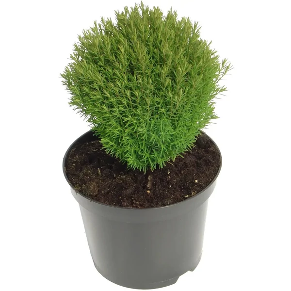 Thuja occidentalis 'Teddy' - Törpe gömbtuja Teddy CS10